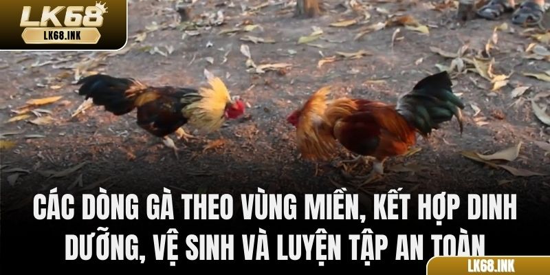 Các dòng gà theo vùng miền, kết hợp dinh dưỡng, vệ sinh và luyện tập an toàn