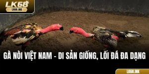 Gà Nòi Việt Nam – Di Sản Giống, Lối Đá Đa Dạng