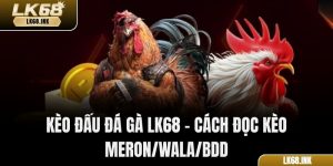 Kèo Đấu Đá Gà LK68 – Cách Đọc Kèo Meron/Wala/BDD