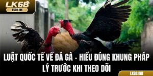Luật Quốc Tế Về Đá Gà – Hiểu Đúng Khung Pháp Lý Trước Khi Theo Dõi