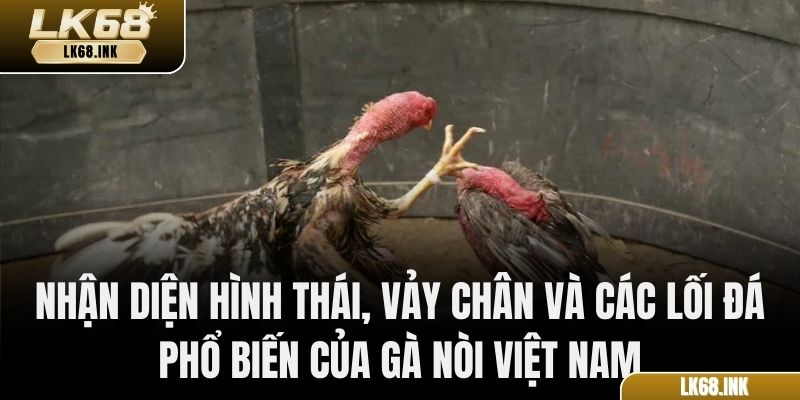 Nhận diện hình thái, vảy chân và các lối đá phổ biến của gà nòi Việt Nam