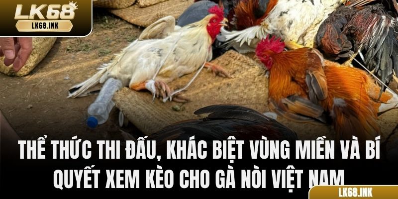 Thể thức thi đấu, khác biệt vùng miền và bí quyết xem kèo cho gà nòi Việt Nam