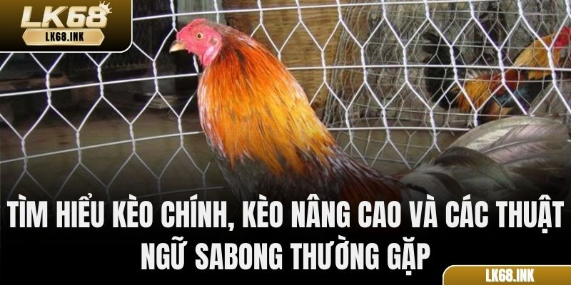 Tìm hiểu kèo chính, kèo nâng cao và các thuật ngữ sabong thường gặp
